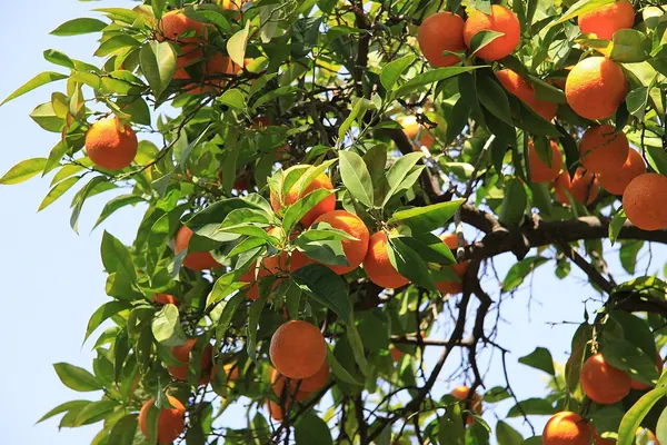 California State Capitol Park (2010-03-23), Orange tree***